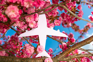 White airplane silhouette displayed among blooming cherry blosso, a Nature Photo by Ales Munt