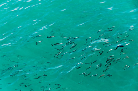 View at blue transparent water sea w, an Animal Photo by Edalin's Store