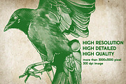 Crow Illustration Engraving Pack, an Illustration by Adan F Maruciel (Thumbnail 2 of 5)