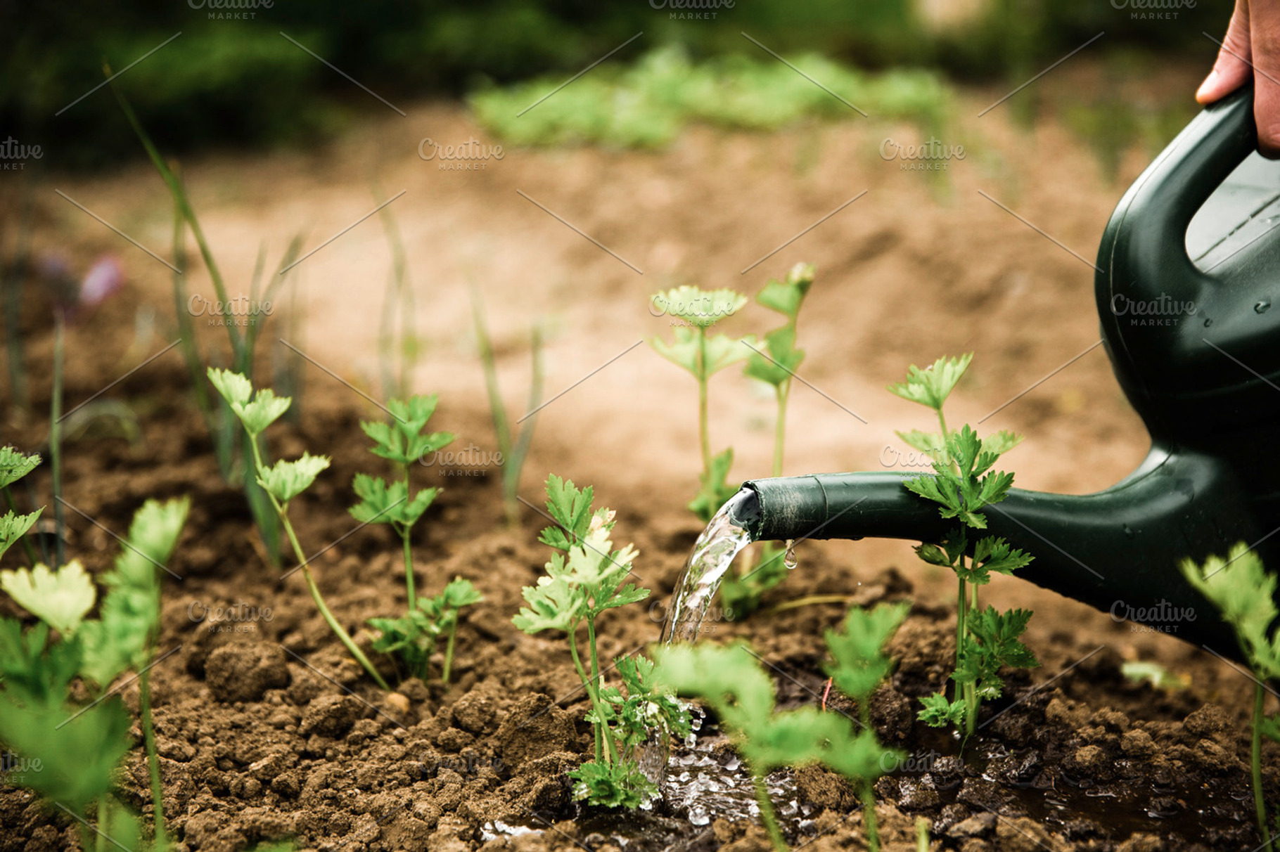 Urban gardening stock photograph