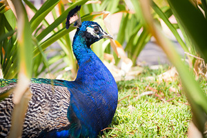 Peacock, an Animal Photo by THP Creative