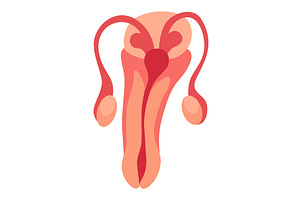 Internal human body organ -, an Object Illustration by Things for designers