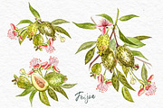 Feijoa Graphic & Watercolor clipart, a Food Illustration by Ann Astro (Thumbnail 6 of 10)