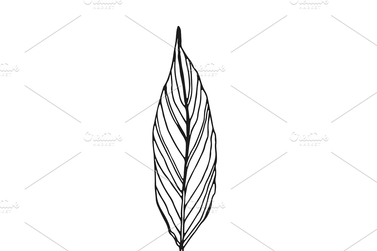 Palm Leaves svg, Botanical png, a Decorative Illustration by Watercolor_Vector Graphic (Photo 24 of 25)