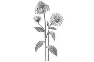 Echinacea Pencil Illustration Set