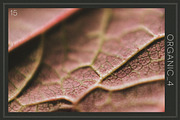 Organic 4 | 20 Botanical Photos, a Nature Photo by Melanie Helena (Thumbnail 16 of 21)