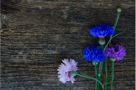 Blue and pink cornflowers, a Nature Photo by Neirfy