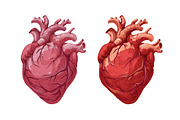 Realistic heart, real human organ, a Healthcare Illustration by Good Studio (Thumbnail 2 of 6)