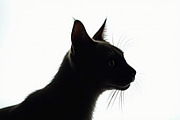 Cat Silhouette Vector Bundle, a Graphic by BIPLOB EXPERT (Thumbnail 4 of 11)