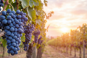 Blue grapes on a vineyard, a Food & Drink Photo by Volff