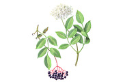Elder Plant Botanical Illustration, an Illustration by Anna Repp Illustration (Thumbnail 1 of 7)