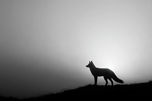 Majestic wolf silhouette stands on hilltop against dramatic suns, an Animal Photo by Ales Munt