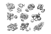 Nuts sketch, a Food Illustration by Steshnikova (Thumbnail 2 of 5)