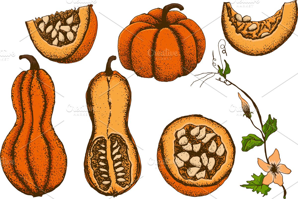 Hand drawn vintage pumpkins, a Decorative Illustration by Elena Mykhailenko (Photo 3 of 5)