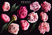 Peony Floral Clip Art, an Object Graphic by Eclectic Anthology (Thumbnail 17 of 17)