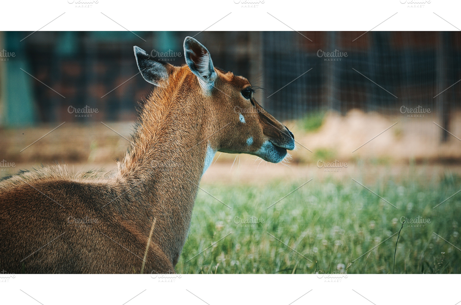 Profile View of Nilgai Antelope in, an Animal Photo by Our Amazing World