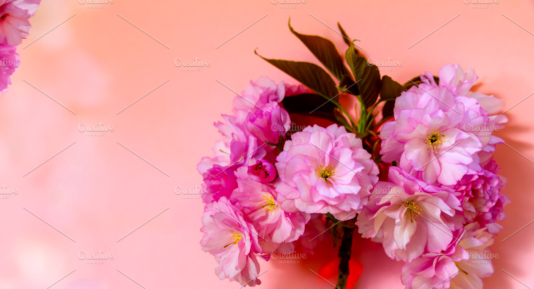 Close-up of soft pink cherry blossoms with green leaves on a pea, a Nature Photo by Ales Munt