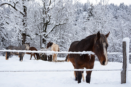 Horses in snow. Winter fairy tale., an Animal Photo by Elena Dijour Photography