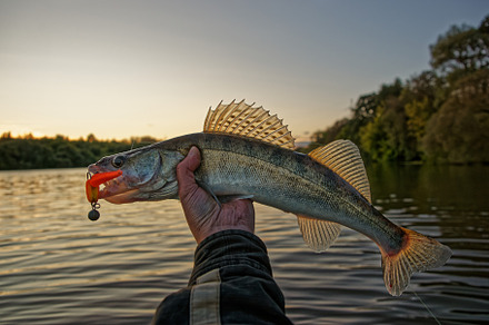 Big zander in fisherman's hand