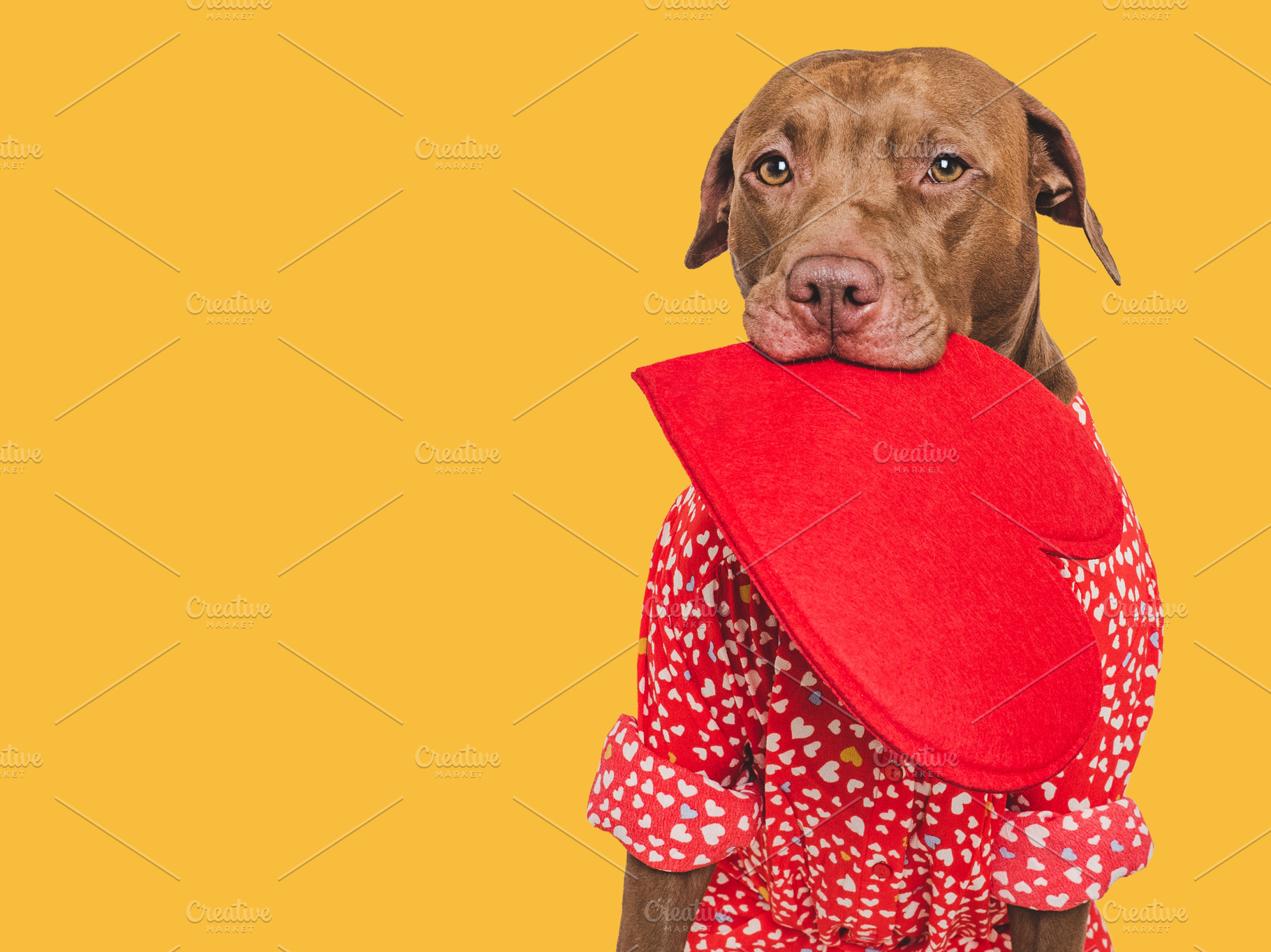 Cute brown puppy and red heart. Beautiful greeting card, an Animal Photo by Svetlana Barchan