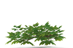 Maple Branch Grean V3