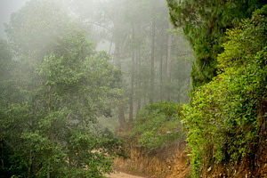 Misty Forest Guatemala, a Nature Photo by THP Creative