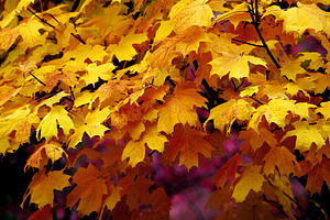 MAPLE LEAVES