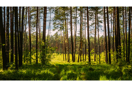 Sunlight In Green Coniferous Forest, a Nature Photo by Our Amazing World