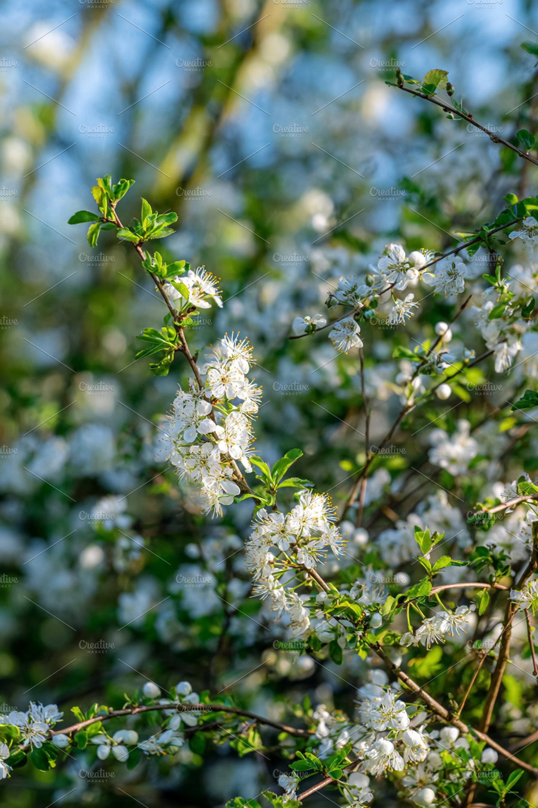 White cherry blossoms covering tree branches with new green leav, a Photo by Studio ANNA