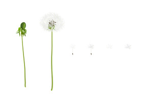 Vector Object Brushes.Dandelion.