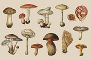 Fungi - Vintage Illustrations, an Illustration by Graphic Goods (Thumbnail 3 of 9)