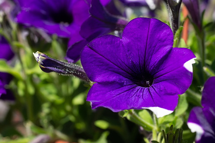 Close up of a flower border with col, a Nature Photo by AlexBush
