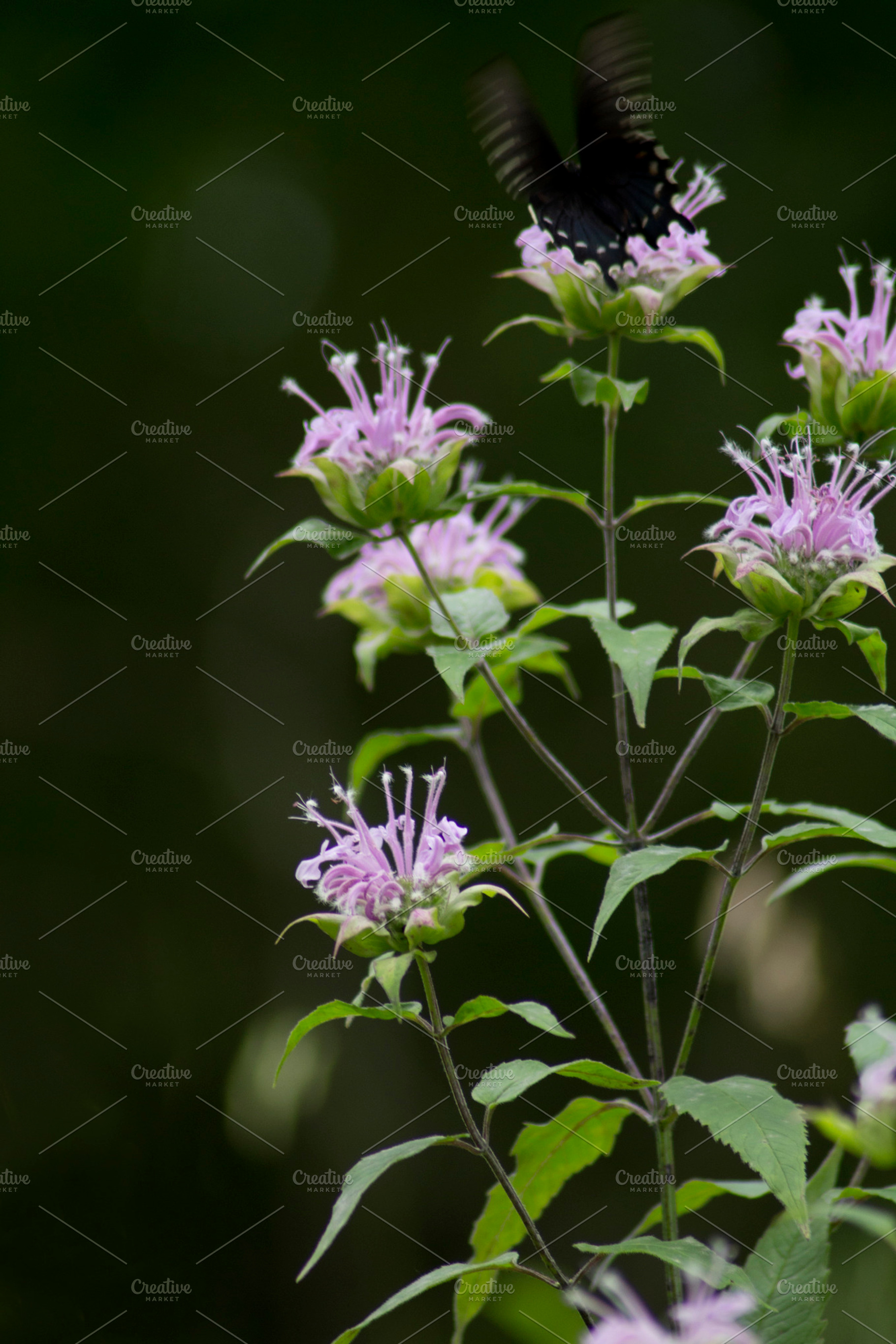 Black Swallowtail on Beebalm, a Nature Photo by LS Nature Photography