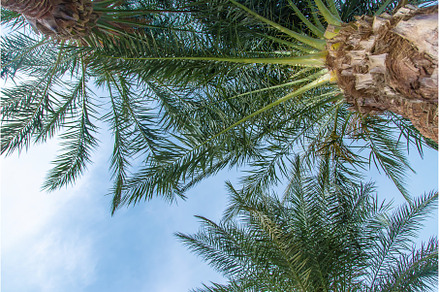 Palm leaves against the sky, a Nature Photo by yanadjana