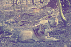 Pack of wolves take a break