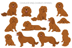 Cavalier King Charles Spaniel