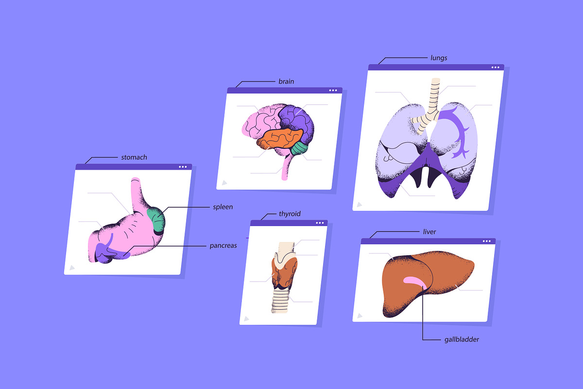 Female body anatomy, internal organs, a Healthcare Illustration by PaperTrident (Photo 3 of 4)