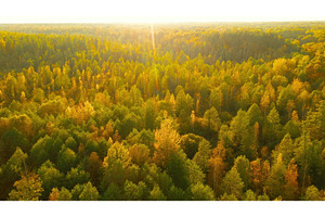 Aerial View Of Birch Forest 4K, a Graphic by Our Amazing World