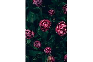 Flowerbeds of blossoming tulips