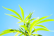 Marijuana Sativa Strain Stock Bundle, a Nature Photo by r.r.palacios (Thumbnail 6 of 6)