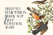 Sunset Imaginary, a Script Font by din-studio.com (Thumbnail 4 of 10)