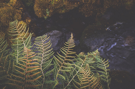 Fern and dark rocks featuring fern, rock, and nature, a Nature Photo by PhotoMarket