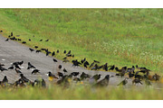 Flocking Of Starlings And Hooded, a Graphic by Our Amazing World (Thumbnail 1 of 2)