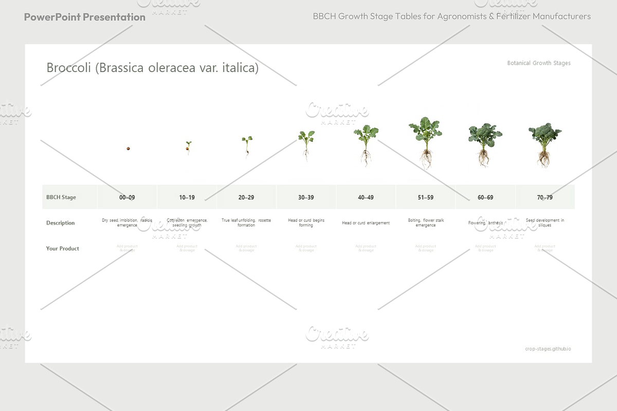 BBCH Growth Stages, Cabbages & Green, a Presentation Template by Ilia Design (Photo 9 of 10)