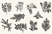 Leaves & Twigs Vintage Illustrations, an Illustration by Graphic Goods (Thumbnail 6 of 10)