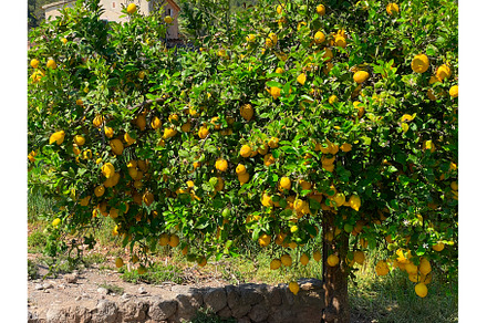 Lemon tree in fruit garden, a Nature Photo by Neirfy