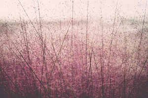 iseeyouphoto pink grass