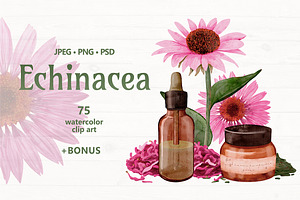 Echinacea watercolor clip art