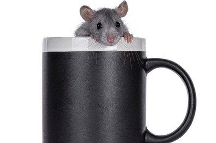 Blue rat in coffee mug on white background