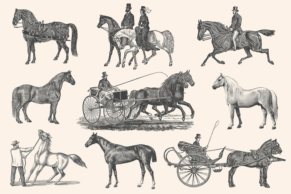 Horses - Vintage Illustration Set, an Illustration by Graphic Goods (Photo 10 of 12)